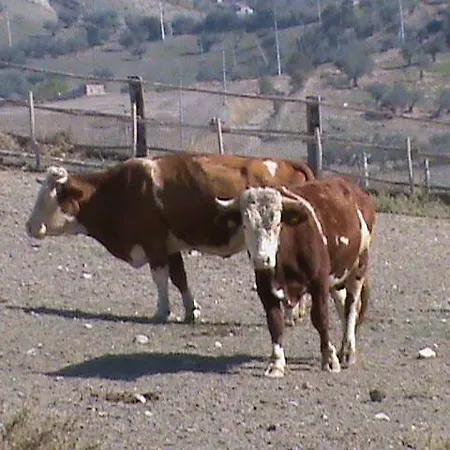 ファームステイ Agriturismo Manierocerulli