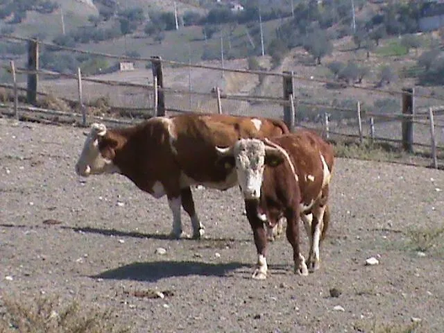 Séjour à la ferme Agriturismo Manierocerulli